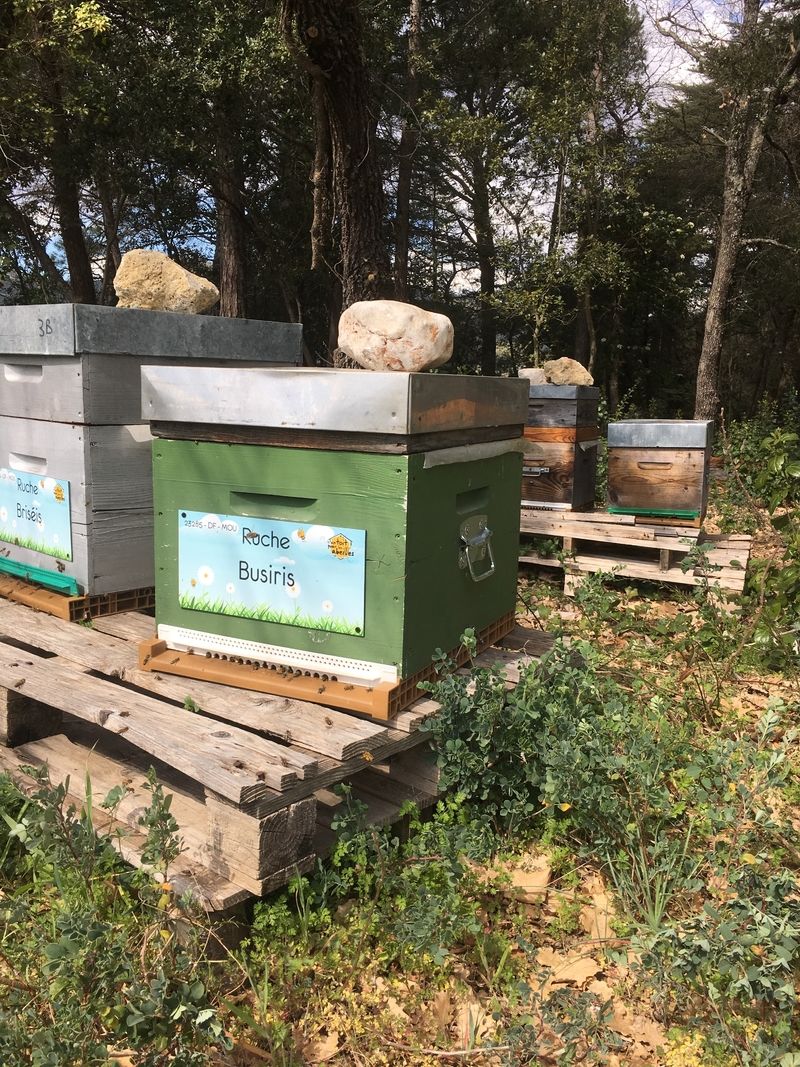 La ruche Busiris
