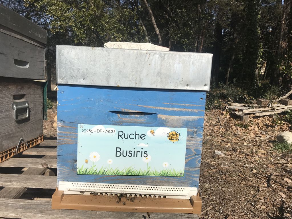 La ruche
