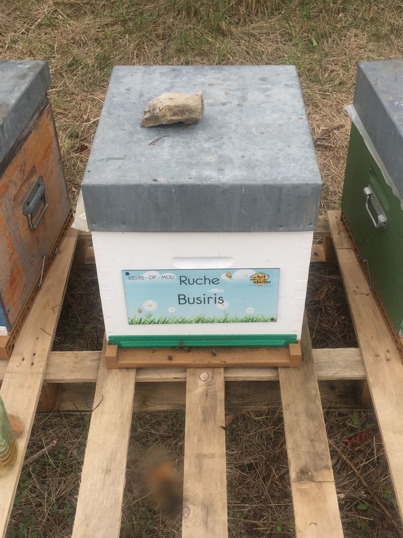 La ruche Busiris