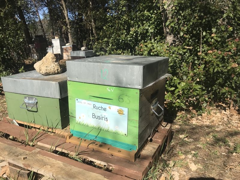 La ruche Busiris