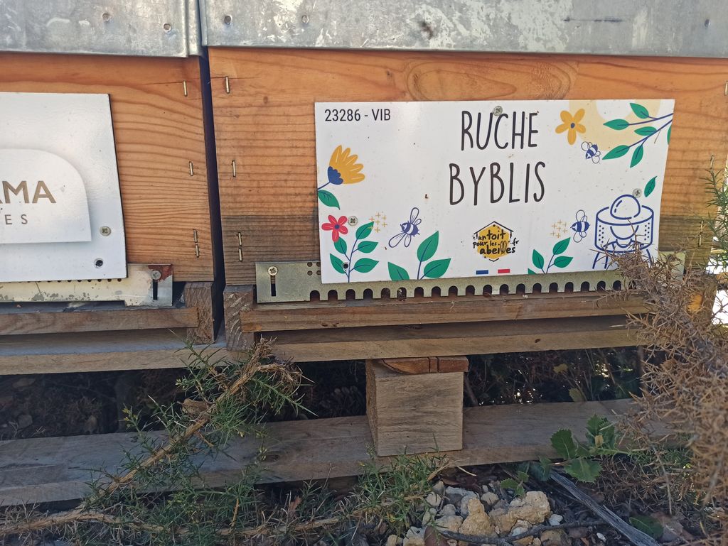 La ruche Byblis