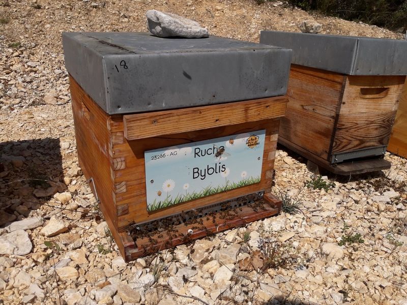 La ruche Byblis