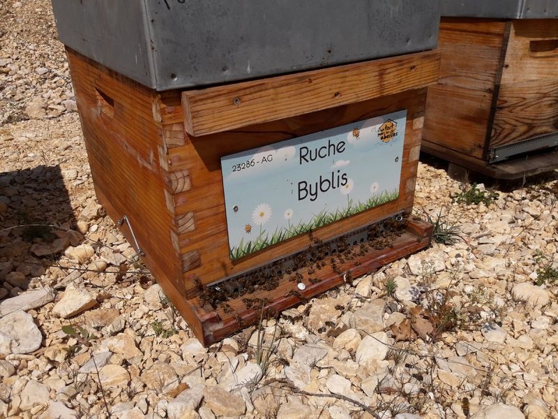 La ruche Byblis
