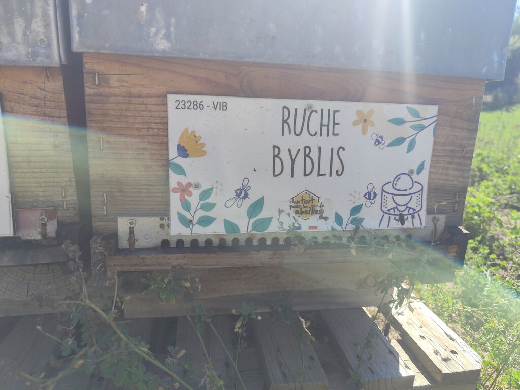 La ruche Byblis