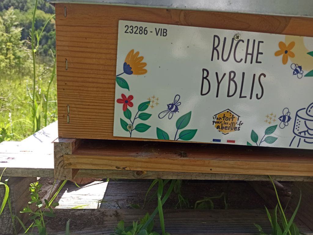 La ruche Byblis