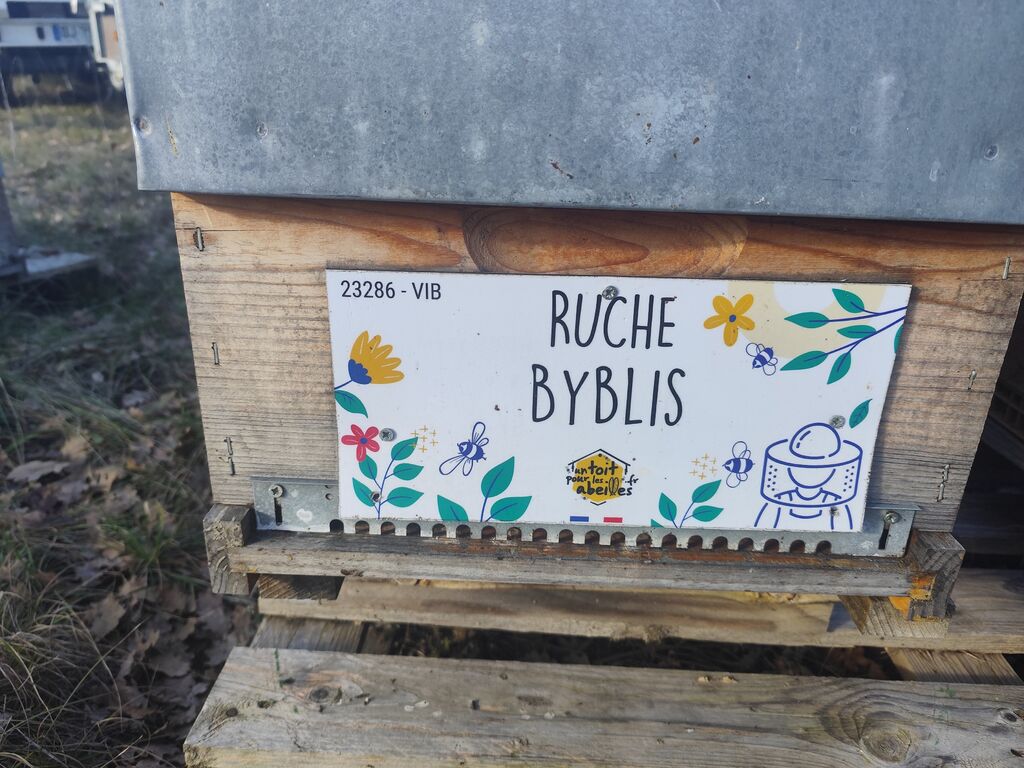 La ruche Byblis