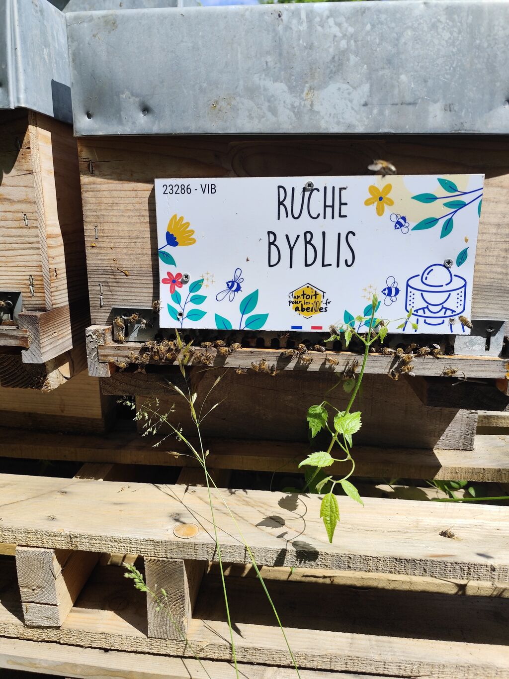 La ruche Byblis