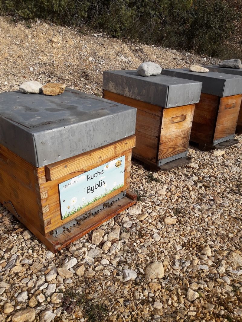 La ruche Byblis