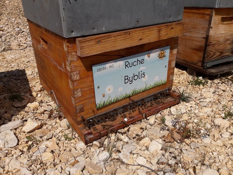 La ruche Byblis