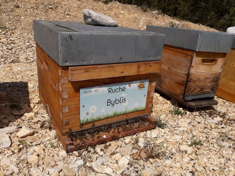La ruche Byblis