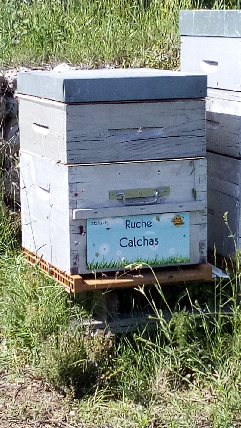 La ruche Calchas