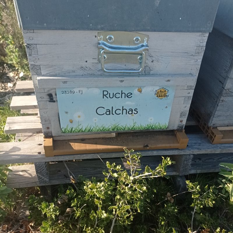 La ruche Calchas