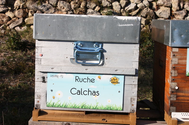 La ruche Calchas