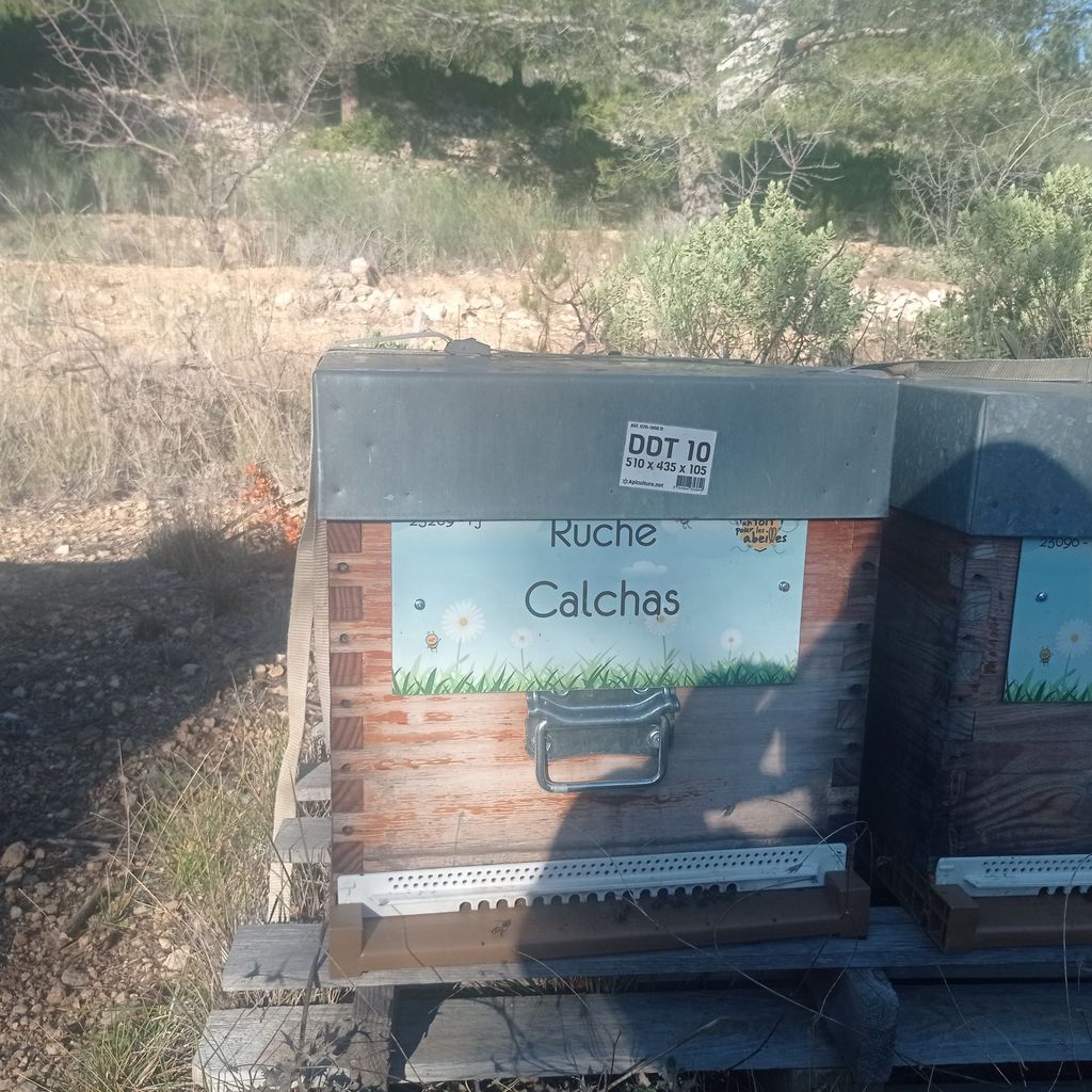 La ruche Calchas