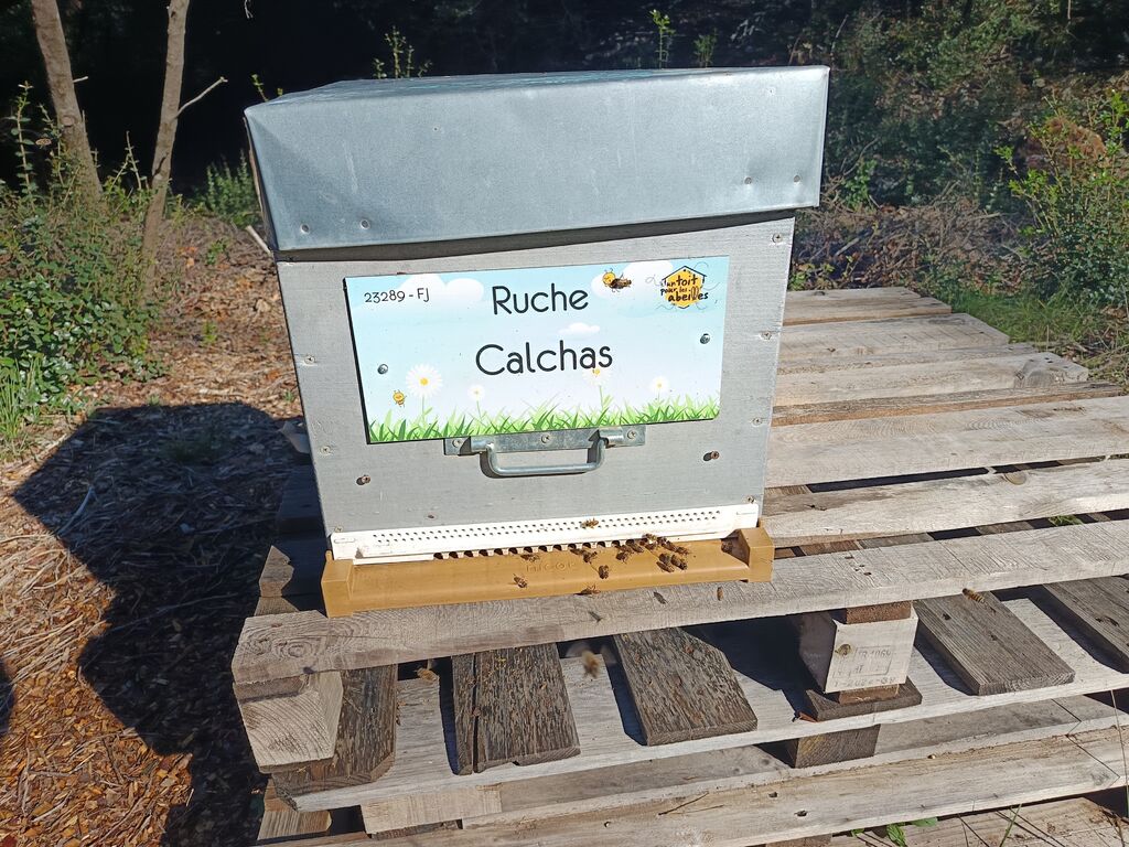 La ruche Calchas