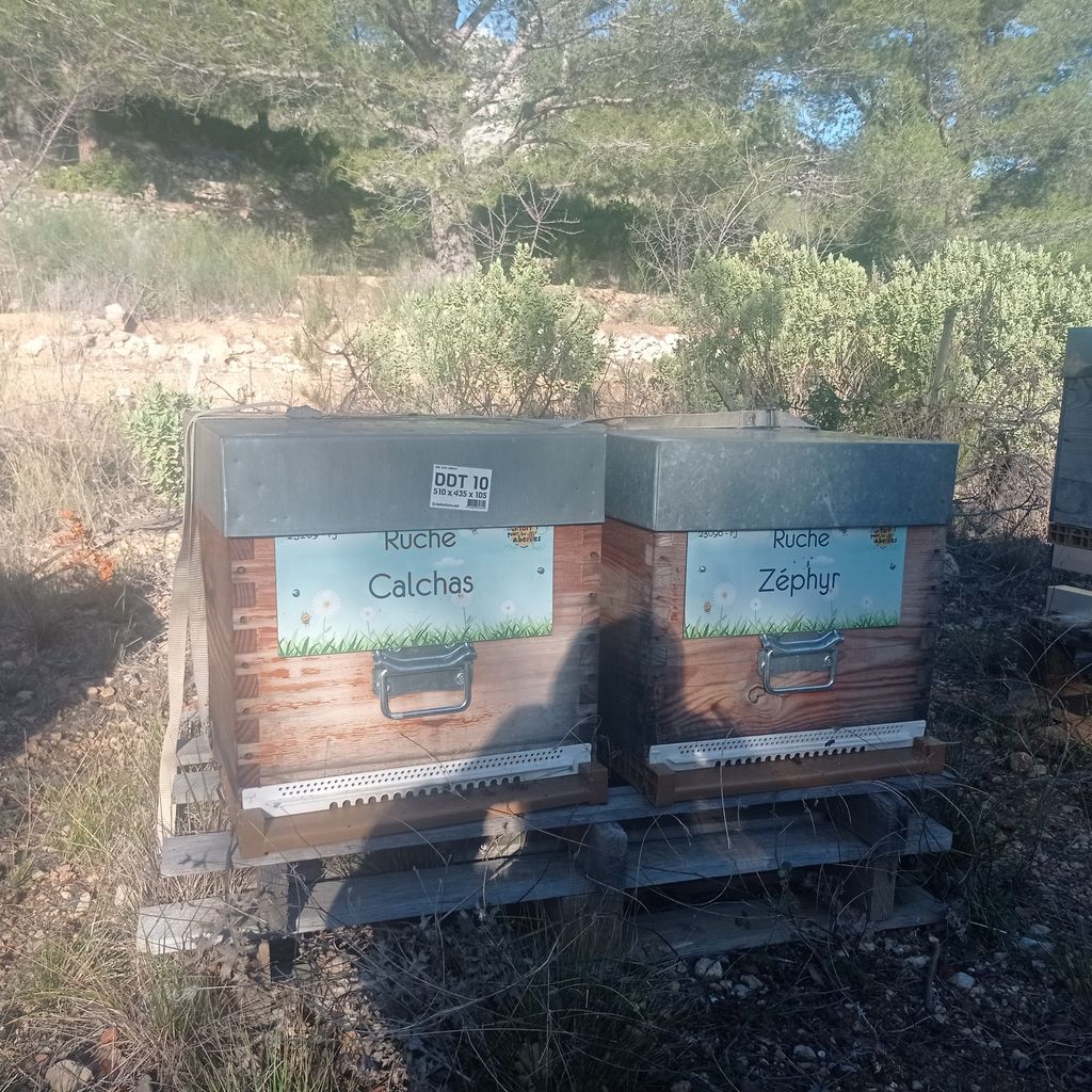 La ruche Calchas