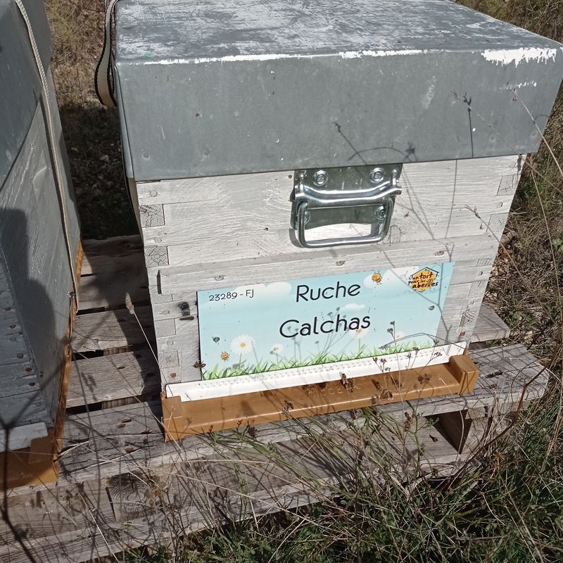 La ruche Calchas