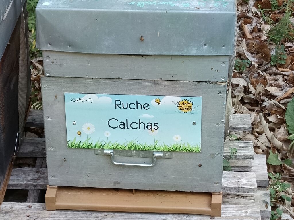 La ruche Calchas