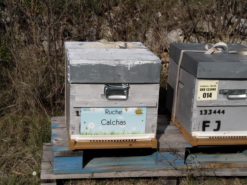 La ruche Calchas