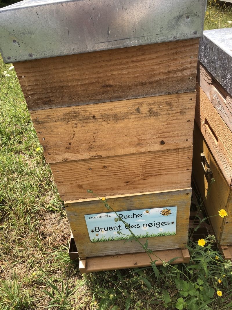 La ruche Bruant des neiges