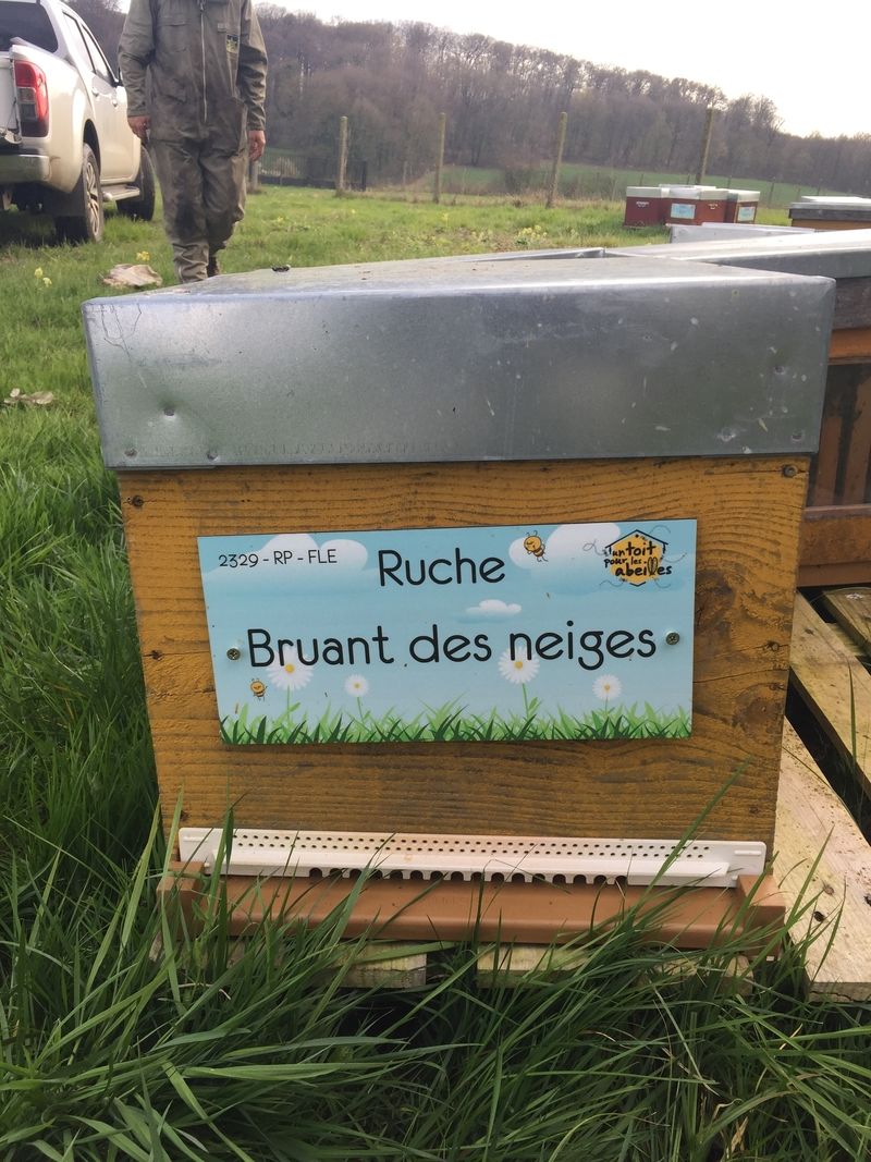La ruche Bruant des neiges
