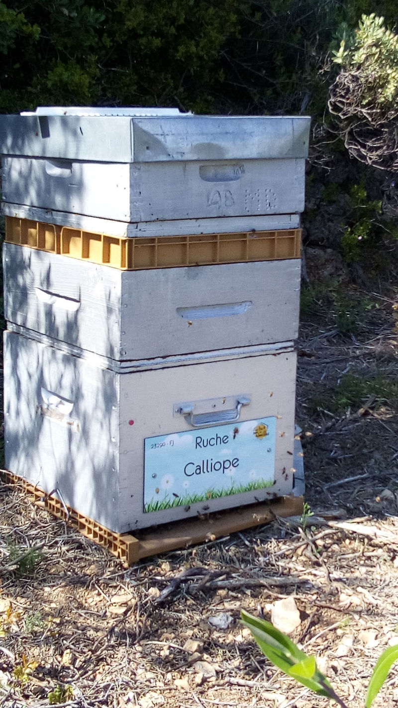 La ruche Calliope