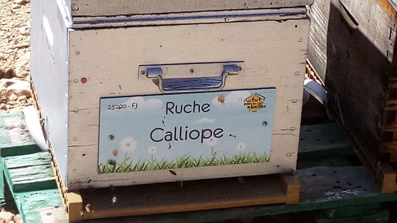 La ruche Calliope