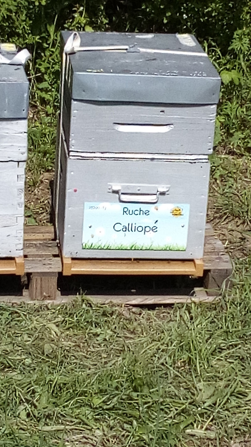 La ruche Calliope