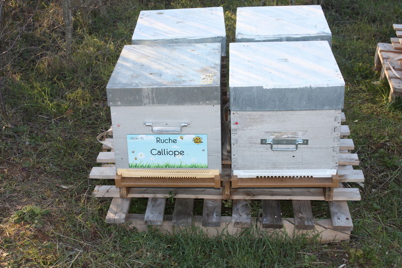 La ruche Calliope