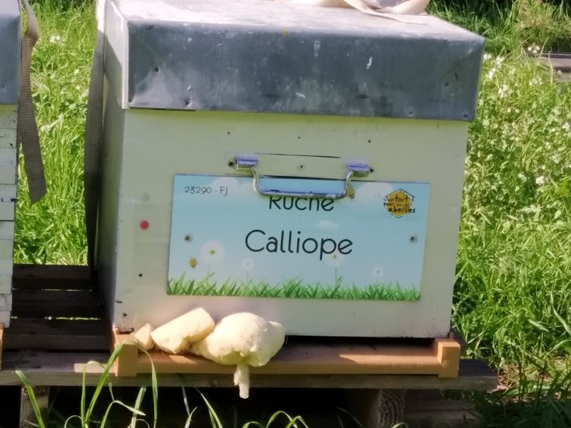 La ruche Calliope