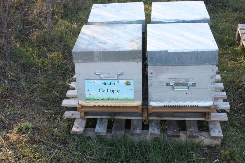 La ruche Calliope