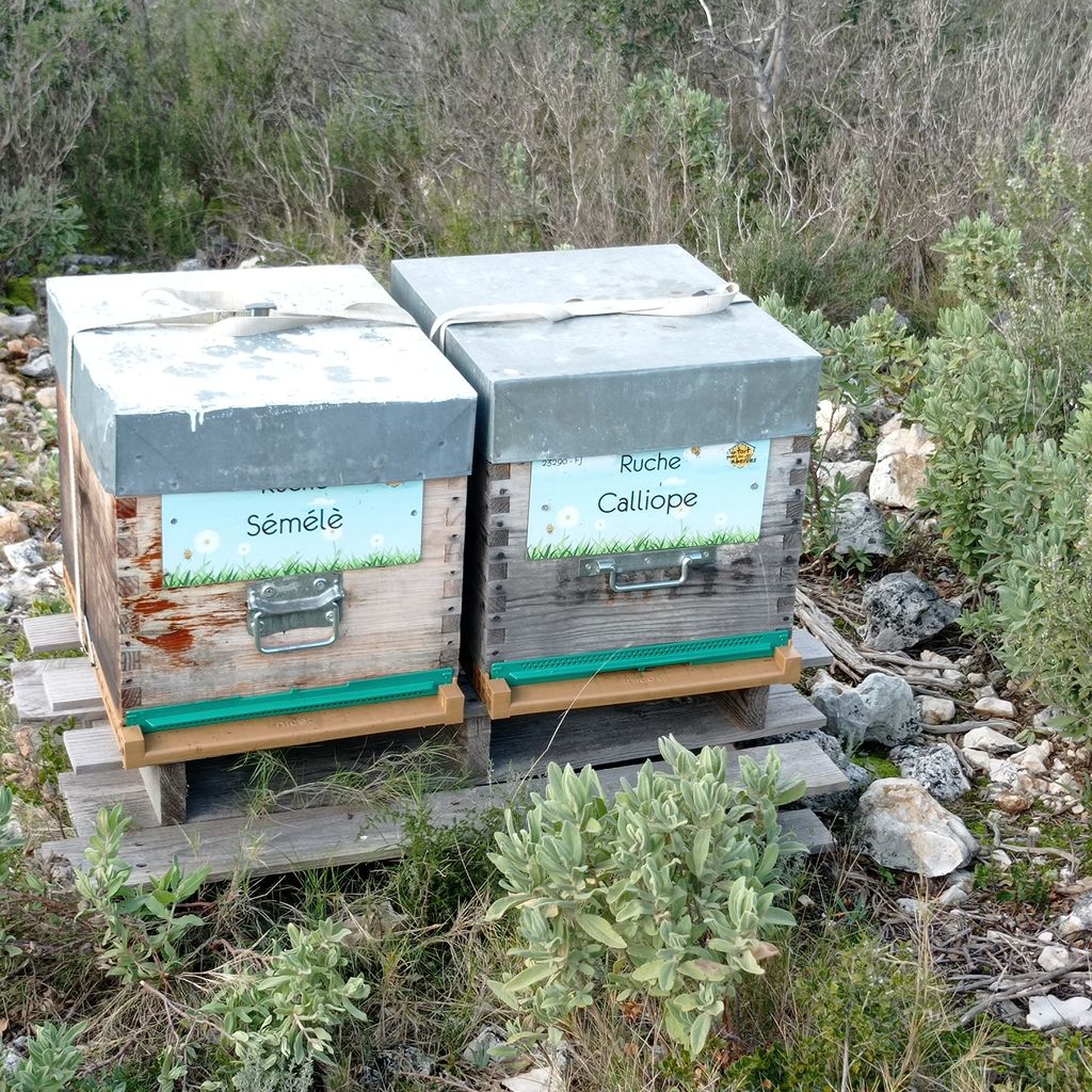 La ruche Calliope