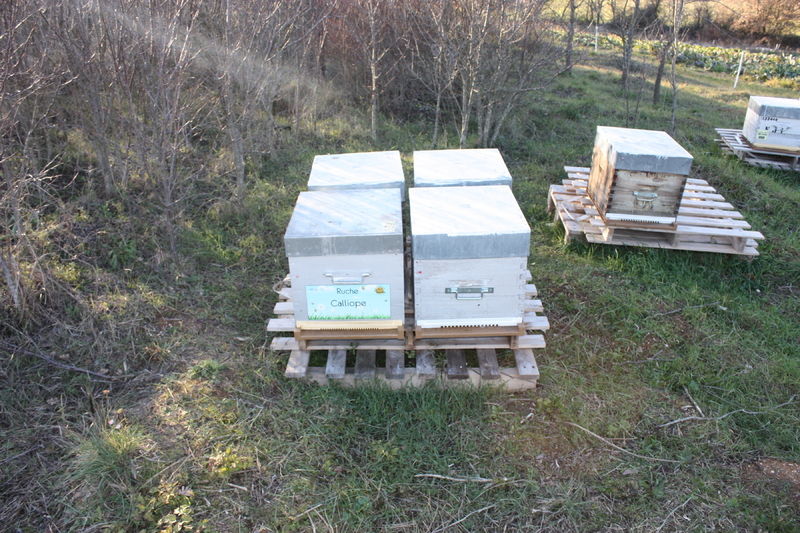 La ruche Calliope
