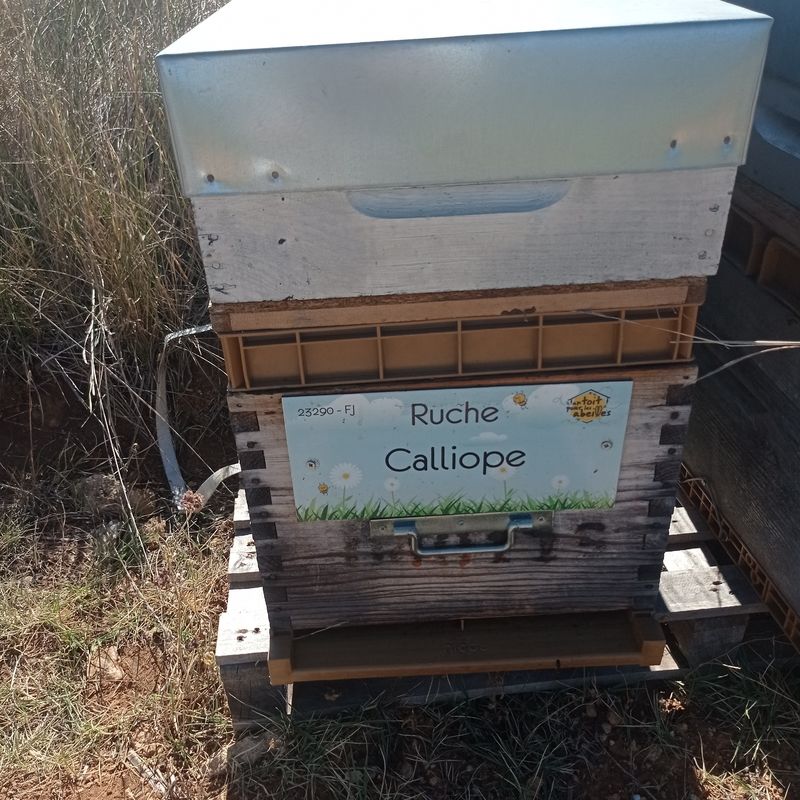 La ruche Calliope
