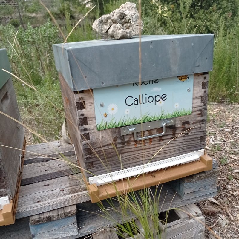 La ruche Calliope