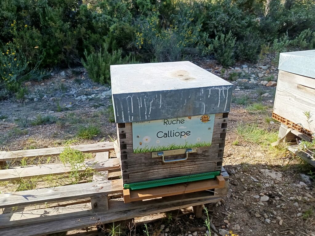 La ruche Calliope