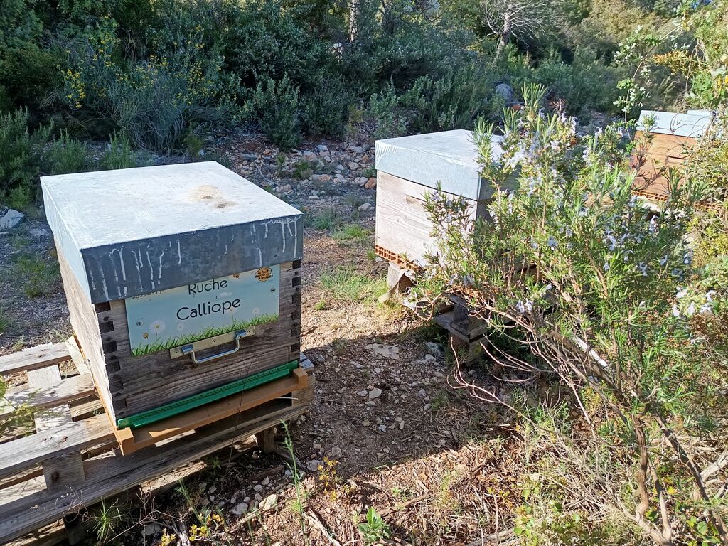 La ruche Calliope