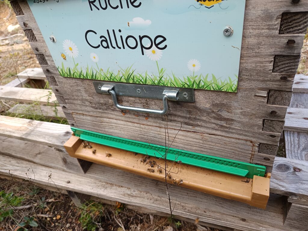 La ruche Calliope