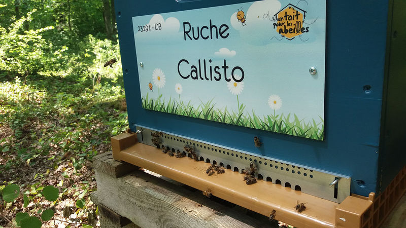 La ruche