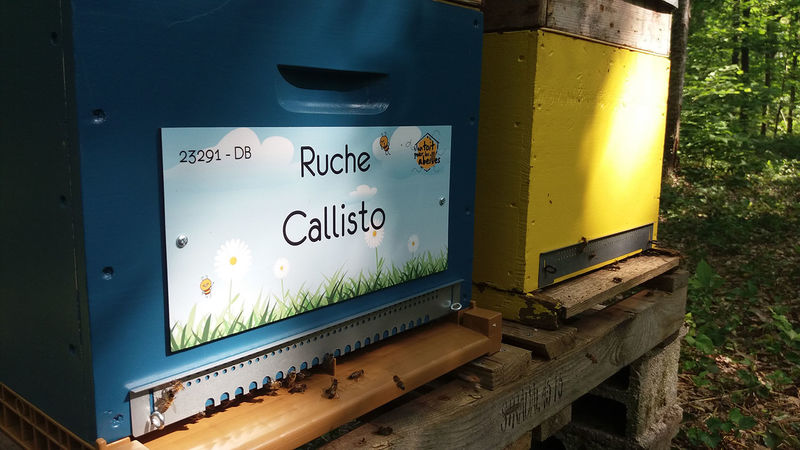 La ruche Callisto