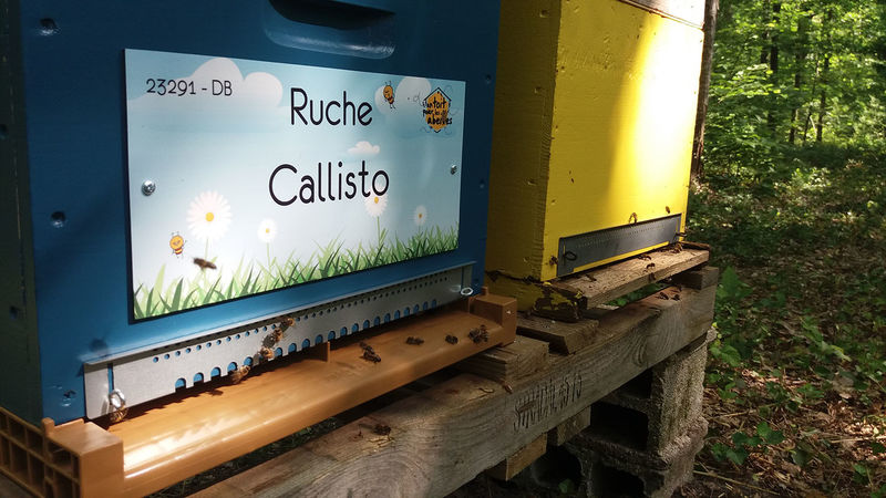 La ruche Callisto