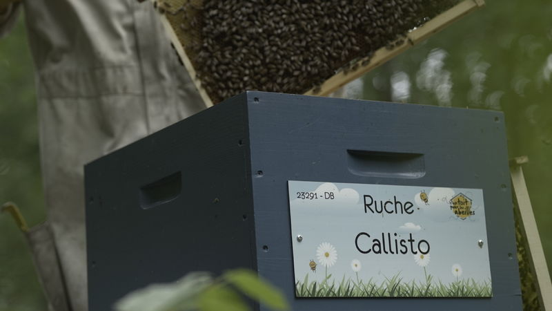 La ruche Callisto