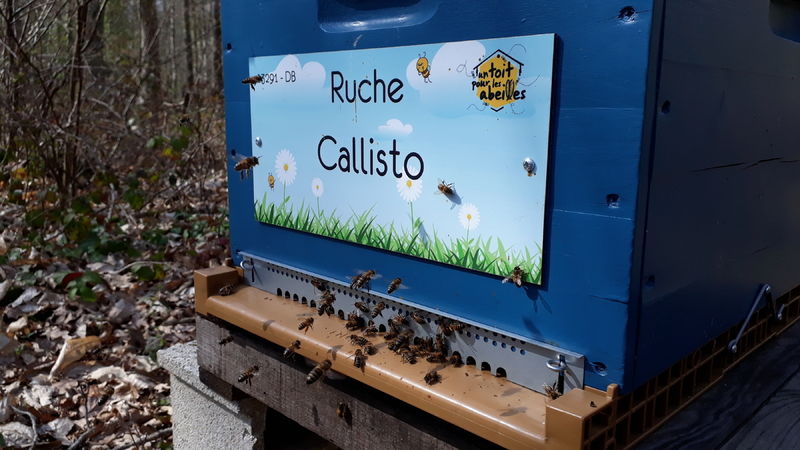 La ruche Callisto