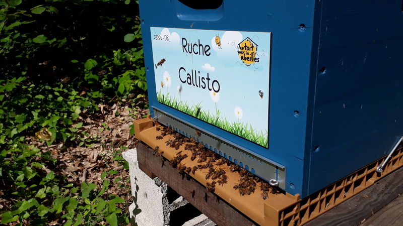 La ruche Callisto