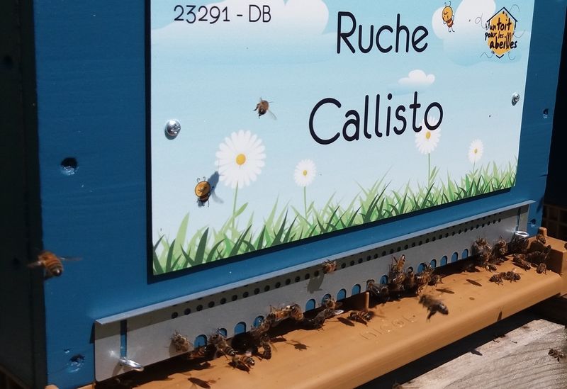La ruche Callisto