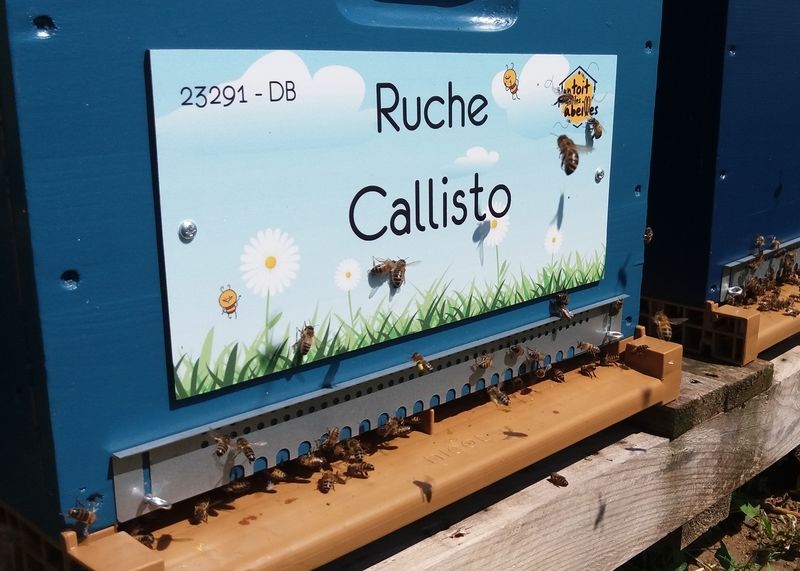 La ruche Callisto