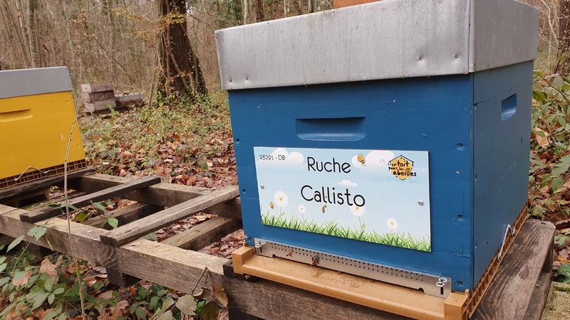 La ruche Callisto