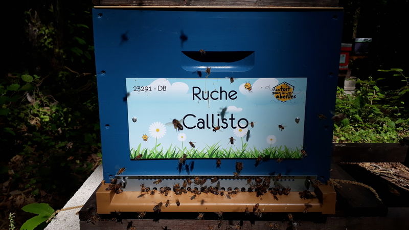 La ruche Callisto