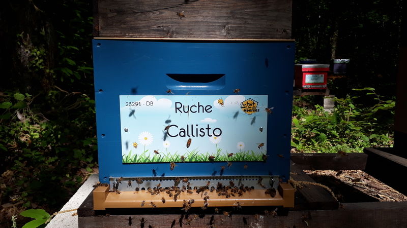 La ruche Callisto