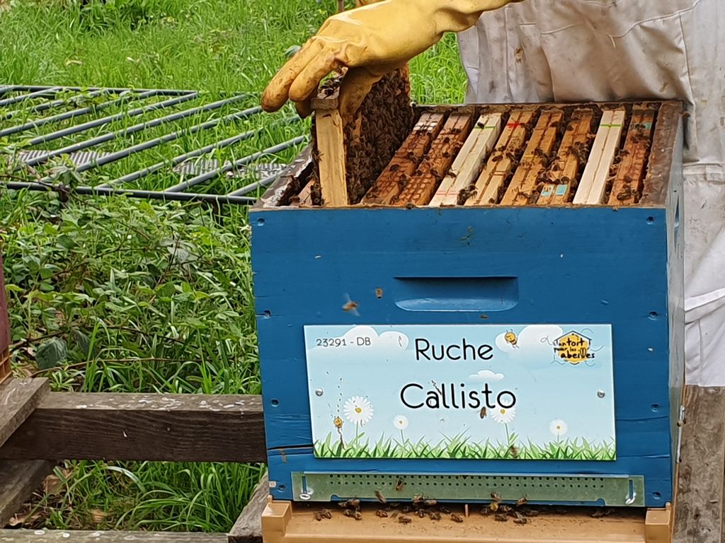 La ruche Callisto